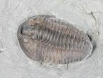 Flexicalymene Trilobite from Ohio - D #5910-1